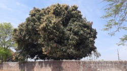 झपक्के फुल्यो आँप 